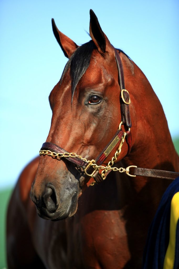 American Pharaoh - by Ted Tarquinio
