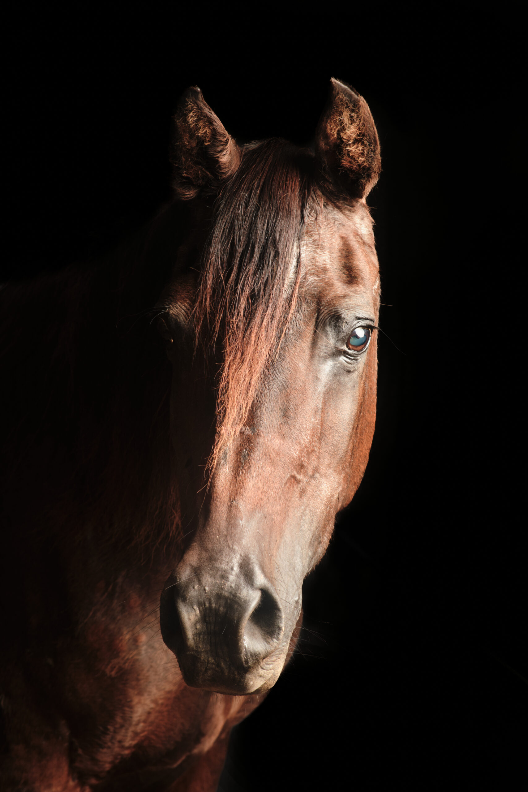 Equestrian UnboundFeaturing David Patton  414 6th StreetShelbyville, KY  40065